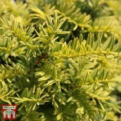 Taxus Baccata 'Summergold' -Garden Glory Sales TAX TKA3590 C