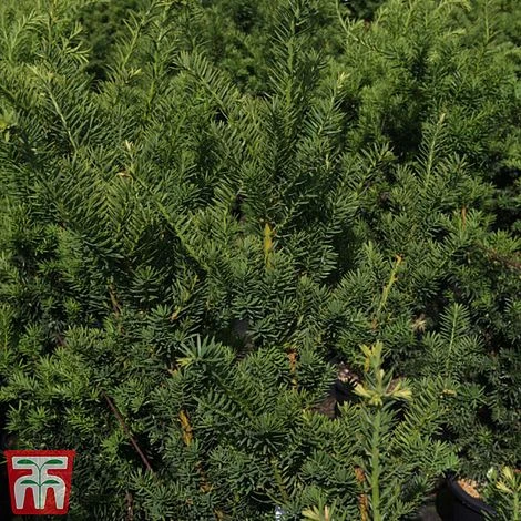 Taxus X Media 'Hicksii' 4 Taxus X Media 'Hicksii' - Image 2