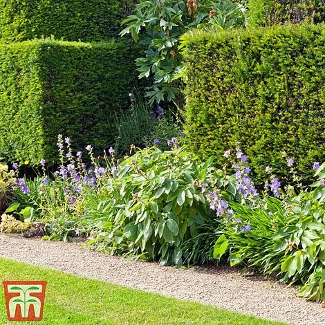 Taxus X Media 'Hicksii' 5 Taxus X Media 'Hicksii' - Image 3