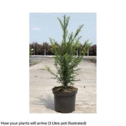Taxus Baccata 17 Taxus Baccata -Garden Glory Sales TAXU T66488 B h