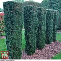 Taxus Baccata 15 Taxus Baccata -Garden Glory Sales TAXU T66488 C1