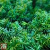 Taxus Media 'Groenland' -Garden Glory Sales TAXU T66492 A