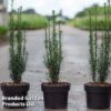 Taxus Baccata 'Litfass'