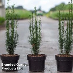 Taxus Baccata 'Litfass'