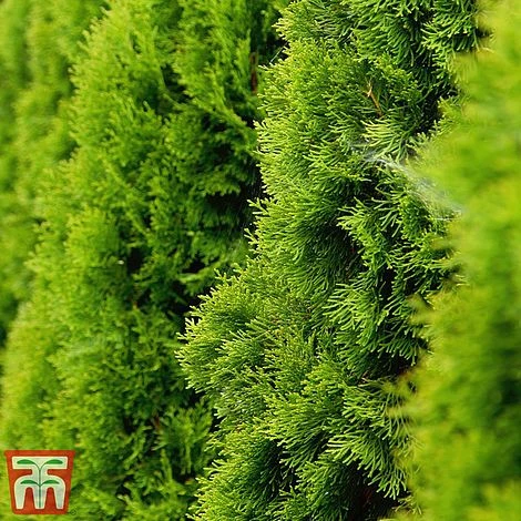 Thuja Occidentalis 'Golden Smaragd' 3 Thuja Occidentalis 'Golden Smaragd'