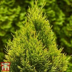 Thuja Occidentalis 'Golden Smaragd' 8 Thuja Occidentalis 'Golden Smaragd' -Garden Glory Sales THU TKA3610 C