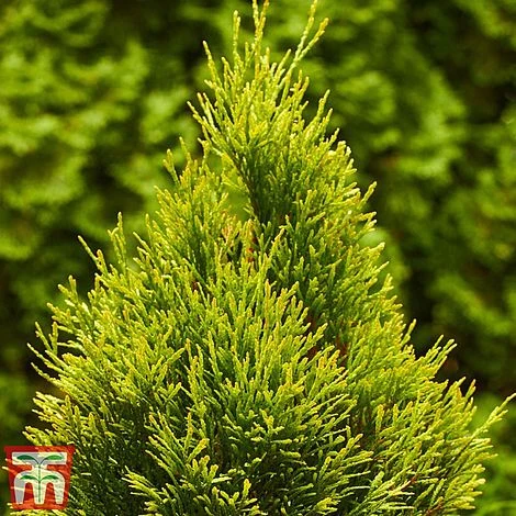 Thuja Occidentalis 'Golden Smaragd' 5 Thuja Occidentalis 'Golden Smaragd' - Image 3