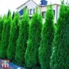 Thuja Occidentalis 'Smaragd' -Garden Glory Sales THU TKA3624 A