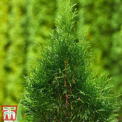 Thuja Occidentalis 'Smaragd' 4 Thuja Occidentalis 'Smaragd' - Image 2