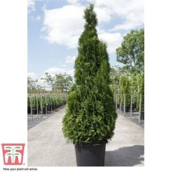 Thuja Occidentalis 'Smaragd' 9 Thuja Occidentalis 'Smaragd' -Garden Glory Sales THU TKA3624 D
