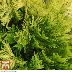 Thuja Plicata '4Ever Goldy' -Garden Glory Sales THUJ 66503 A2