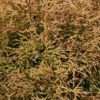 Thuja Occidentalis 'Golden Tuffet' -Garden Glory Sales THUJ T63548 A h
