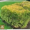 Thuja Occidentalis 'Rheingold' -Garden Glory Sales THUJ T63549 B