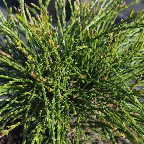 Thuja Plicata 'Whipcord' 3 Thuja Plicata 'Whipcord'