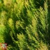 Thuja Orientalis 'Pyramidalis Aurea' 1 Thuja Orientalis 'Pyramidalis Aurea' -Garden Glory Sales THUJ T66399 A