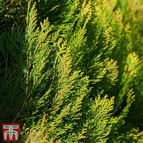 Thuja Orientalis 'Pyramidalis Aurea' 4 Thuja Orientalis 'Pyramidalis Aurea' - Image 2