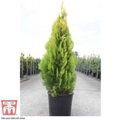 Thuja Orientalis 'Pyramidalis Aurea' 7 Thuja Orientalis 'Pyramidalis Aurea' -Garden Glory Sales THUJ T66399 C