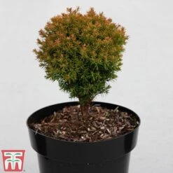 Thuja Occidentalis 'Anniek'