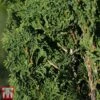 Thuja Occidentalis 'Degroot's Spire' -Garden Glory Sales THUJ TKA3604 A