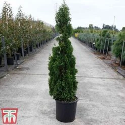 Thuja Occidentalis 'Degroot's Spire' 7 Thuja Occidentalis 'Degroot's Spire' -Garden Glory Sales THUJ TKA3604 C