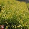 Thuja Occidentalis 'Golden Globe' 2 Thuja Occidentalis 'Golden Globe' -Garden Glory Sales THUJ TKA3614 B
