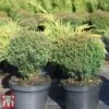 Thuja Occidentalis 'Teddy' 2 Thuja Occidentalis 'Teddy' -Garden Glory Sales THUJ TKA3626 A