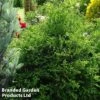 Thujopsis Dolabrata 1 Thujopsis Dolabrata -Garden Glory Sales THUJ DOLABRATA1