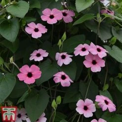 Thunbergia 'Sunny Susy Collection' 16 Thunbergia 'Sunny Susy Collection' -Garden Glory Sales THUN TKA0225 F