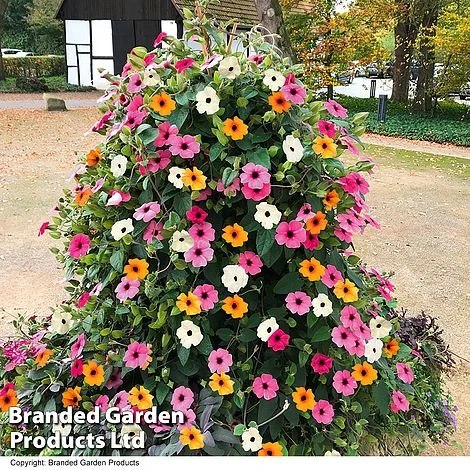 Thunbergia 'Sunny Susy Collection' 3 Thunbergia 'Sunny Susy Collection'