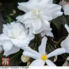 Begonia 'Nonstop Joy Mocca White' -Garden Glory Sales TKA0102 BEG 1
