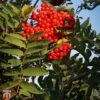 Sorbus Aucuparia 'Ember Glow' -Garden Glory Sales TKA2129 SORB 1