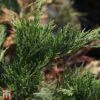 Juniperus Sabina 'Blue Sparkle' 1 Juniperus Sabina 'Blue Sparkle' -Garden Glory Sales TKA3206 JUNI 1