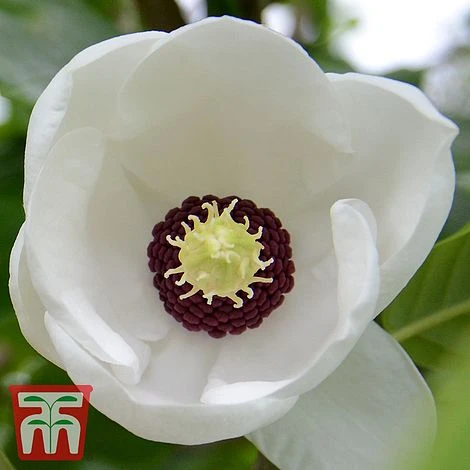 Magnolia Sieboldii 3 Magnolia Sieboldii