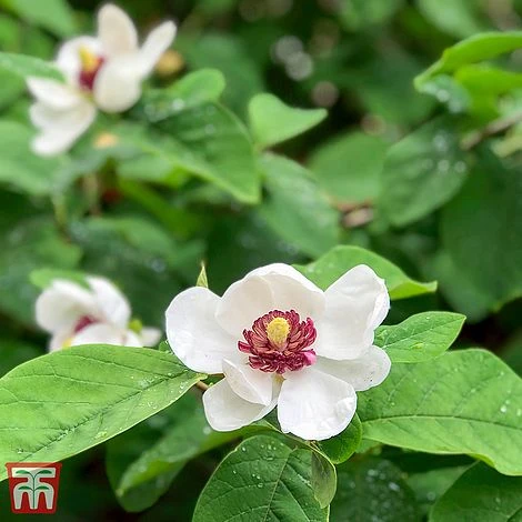 Magnolia Sieboldii 4 Magnolia Sieboldii - Image 2
