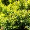 Picea Glauca 'Jalako Gold' -Garden Glory Sales TKA3322 PICE 1