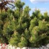 Pinus Mugo 'Benjamin' -Garden Glory Sales TKA3334 PINU 1