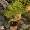 Pinus Strobus 'Minima' -Garden Glory Sales TKA3366 PINU 1