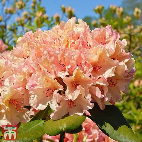 Rhododendron 'Tortoiseshell Orange' 4 Rhododendron 'Tortoiseshell Orange' - Image 2