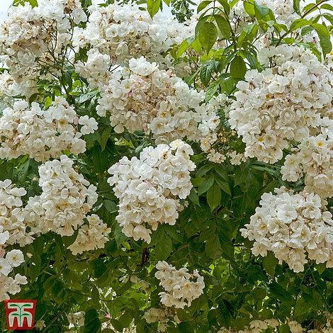 Rose 'Bobbie James' (Rambling Rose) 4 Rose 'Bobbie James' (Rambling Rose) - Image 2