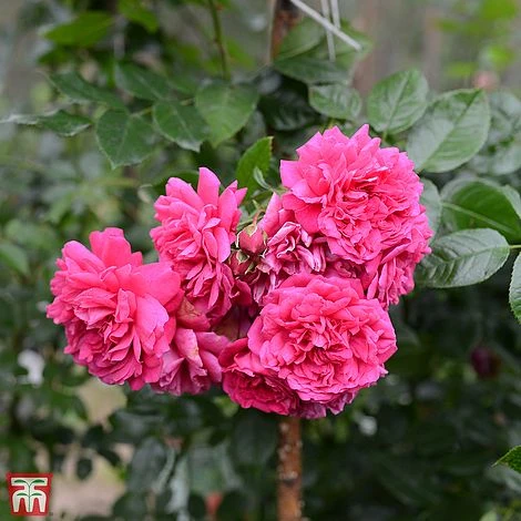 Rose 'Laguna' (Climbing Hybrid Tea) 4 Rose 'Laguna' (Climbing Hybrid Tea) - Image 2