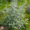 Rubus Thibetanus -Garden Glory Sales TKA3500 RUBU 1