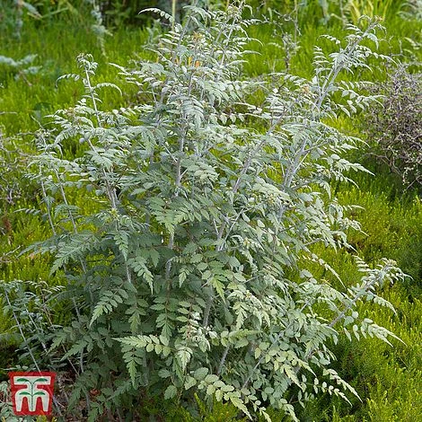 Rubus Thibetanus 3 Rubus Thibetanus