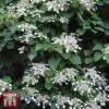 Schizophragma Integrifolium 'Windmills' -Garden Glory Sales TKA3516 SCHI 1