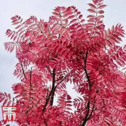 Toona Sinensis 'Flamingo' -Garden Glory Sales TOON tka3632 A