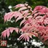 Toona Sinensis 'Flamingo' 2 Toona Sinensis 'Flamingo' -Garden Glory Sales TOON tka3632 B