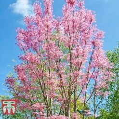 Toona Sinensis 'Flamingo' -Garden Glory Sales TOON tka3632 D