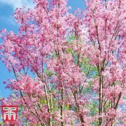 Toona Sinensis 'Flamingo' -Garden Glory Sales TOON tka3632 E