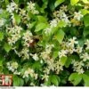 Trachelospermum Jasminoides 'Star Of Toscana' -Garden Glory Sales TRAC T71895 A