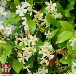 Trachelospermum Jasminoides 'Star Of Toscana' -Garden Glory Sales TRAC T71895 B