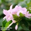 Trachelospermum Jasminoides 'Pink' -Garden Glory Sales TRAC JASMINOID1